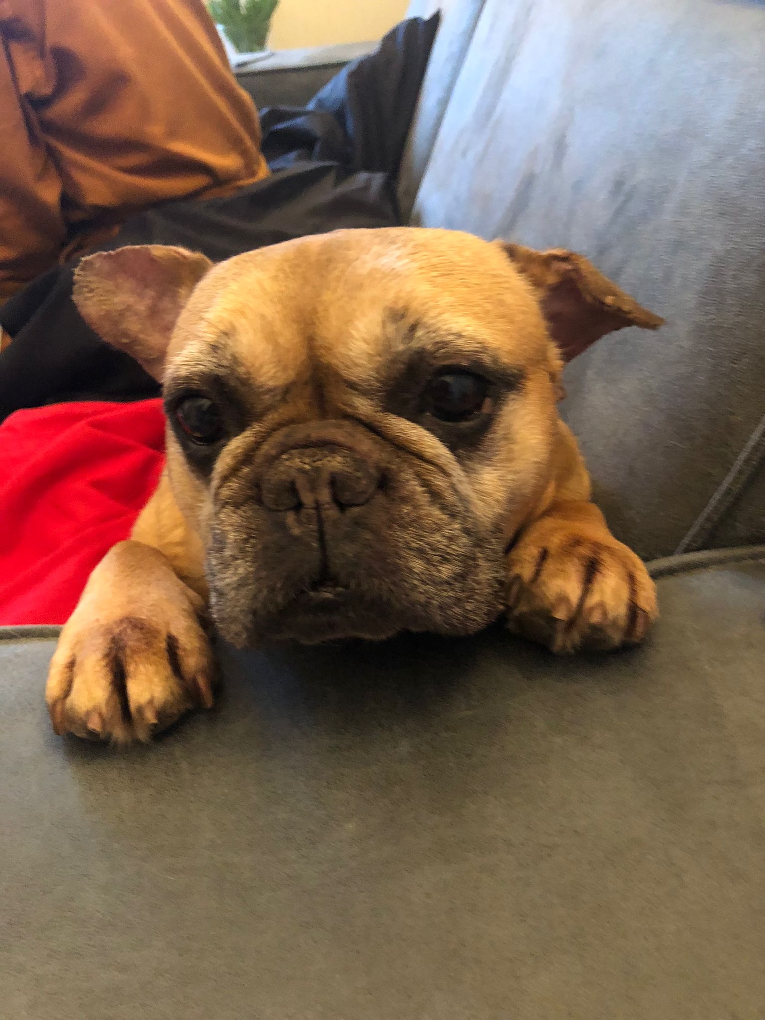 Foto van Stella, een Franse bulldog